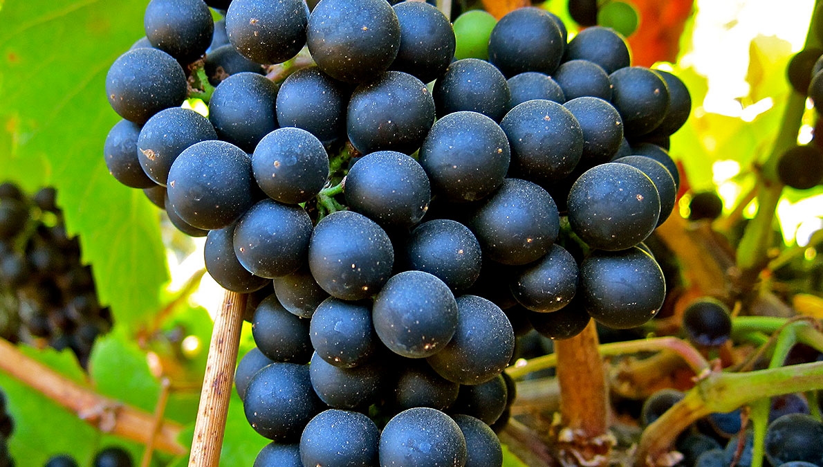Petit Verdot